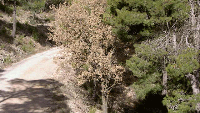 Quejigo de la Sierra Salinas