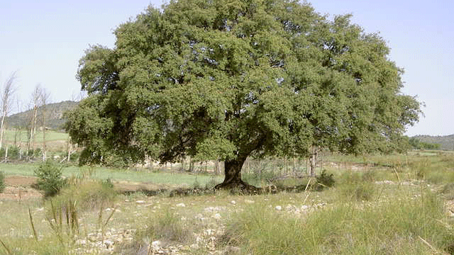 Encina de la Fuente del Pinar