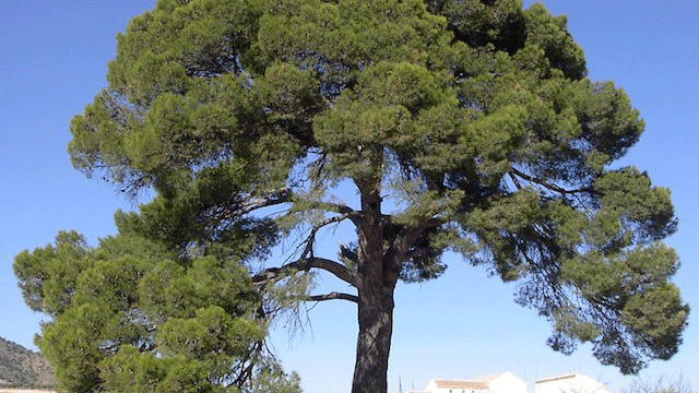 Pino de las Casas Nuevas