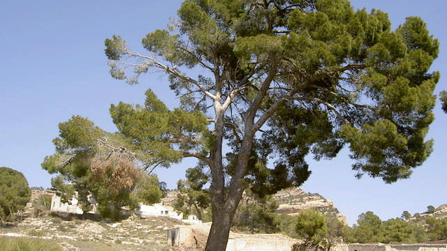 Pino de la Casa del Guarda del Arabí