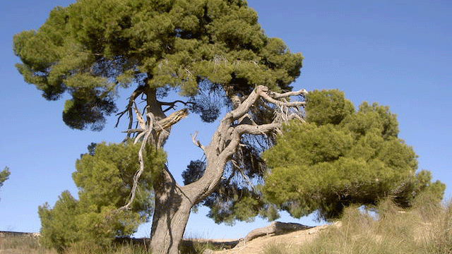 Pino de la Rambla de los Rincones