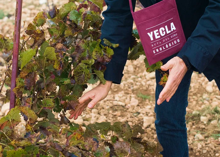El Espinal, Ruta del Vino de Yecla