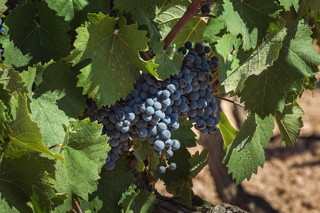 Ruta del Vino