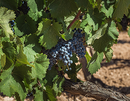 Ruta del Vino